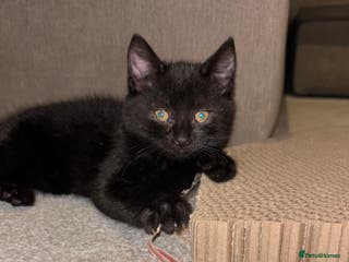 Mixed Breed cats Black Kitten 9 weeks old - Advert 14
