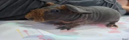 Guinea Pig rodents for sale: Purebred skinny pigs - Advert 9