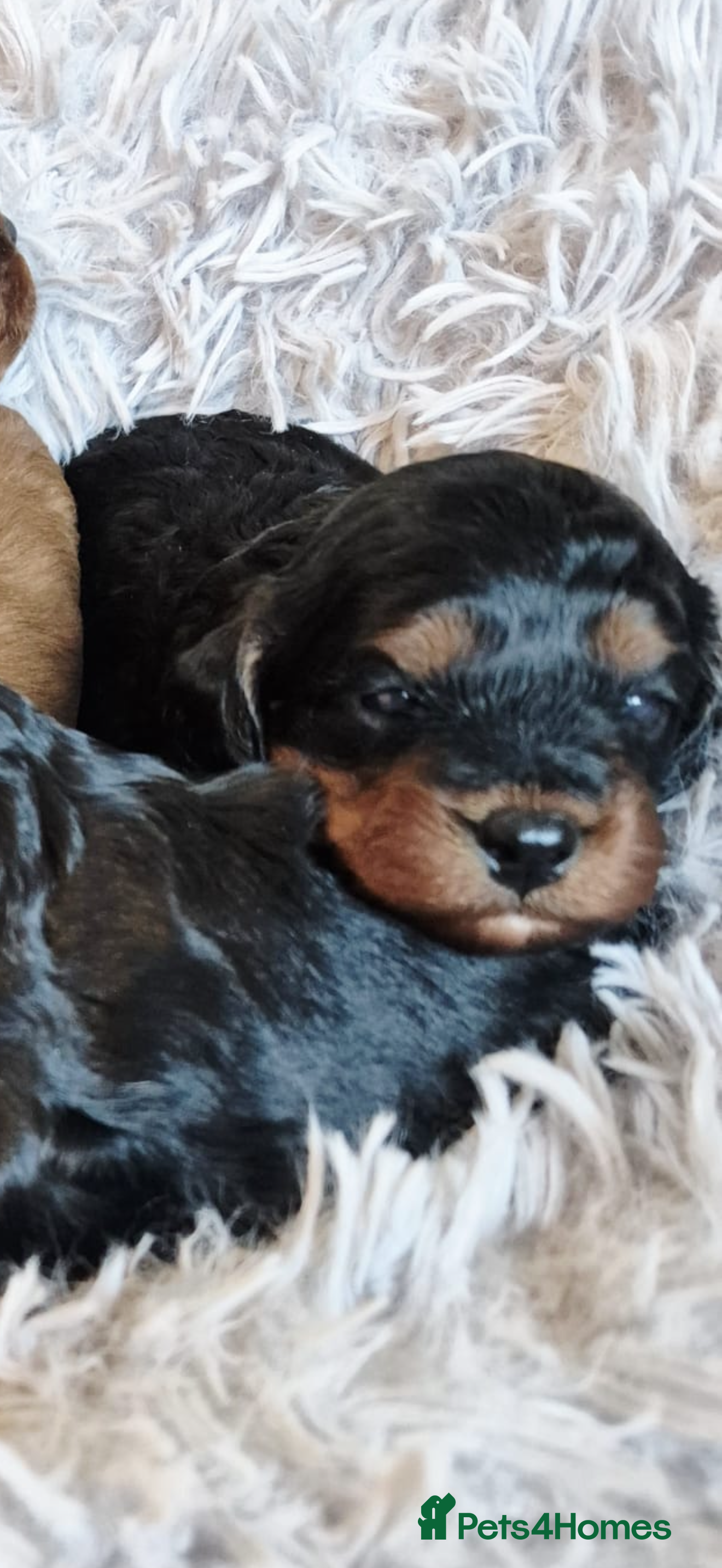 Cavapoo dogs Top quality Cavapoo pups from proven parents. - Advert 2