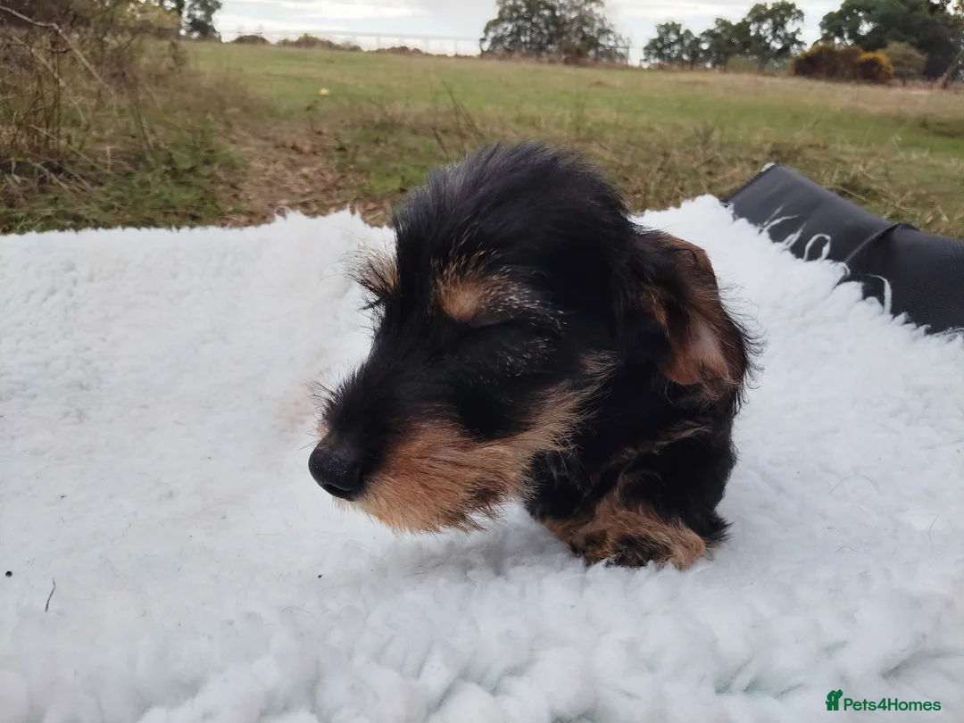 Dachshund dogs for sale: Minature wired hair dachshund male  in Monmouth - Advert 2