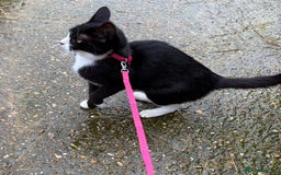 British Shorthair cats for sale: Gorgeous Girl 2 years old!!  - Image 4