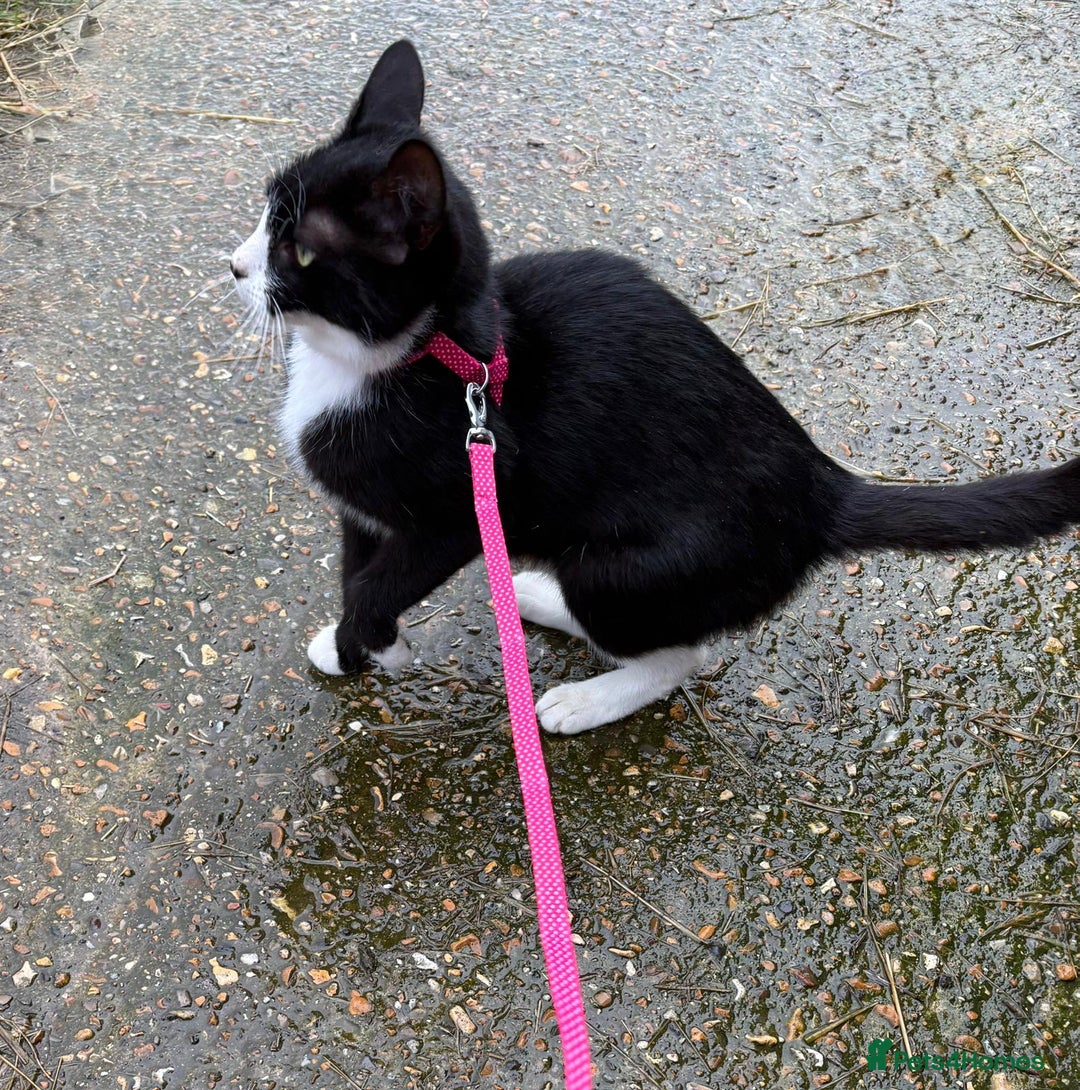 British Shorthair cats for sale: Gorgeous Girl 2 years old!!  - Image 4