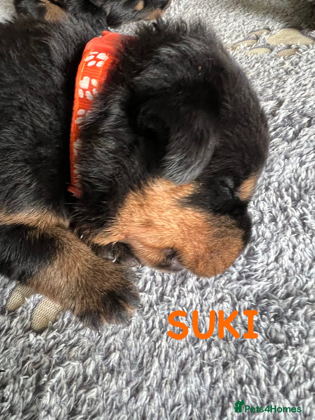 Rottweiler dogs for sale: Family bred and loved Rottweiller puppies - Image 8