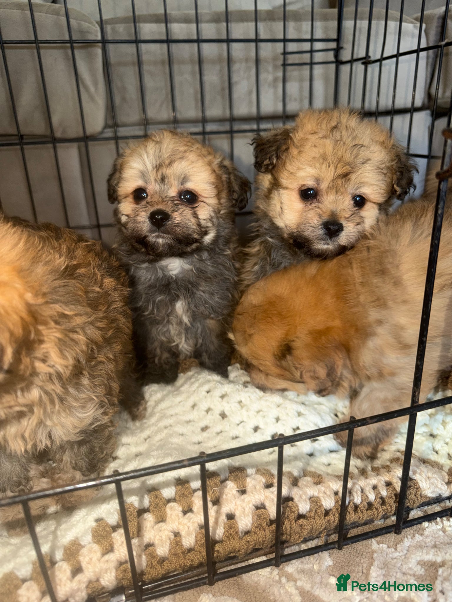 Pomapoo dogs Pomapoo Puppies  8 Weeks Old ready  Forever Homes - Advert 4