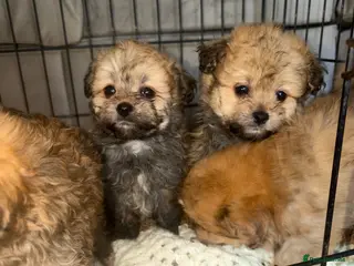 Pomapoo dogs Pomapoo Puppies 8 Weeks Old ready Forever Homes - Advert 5