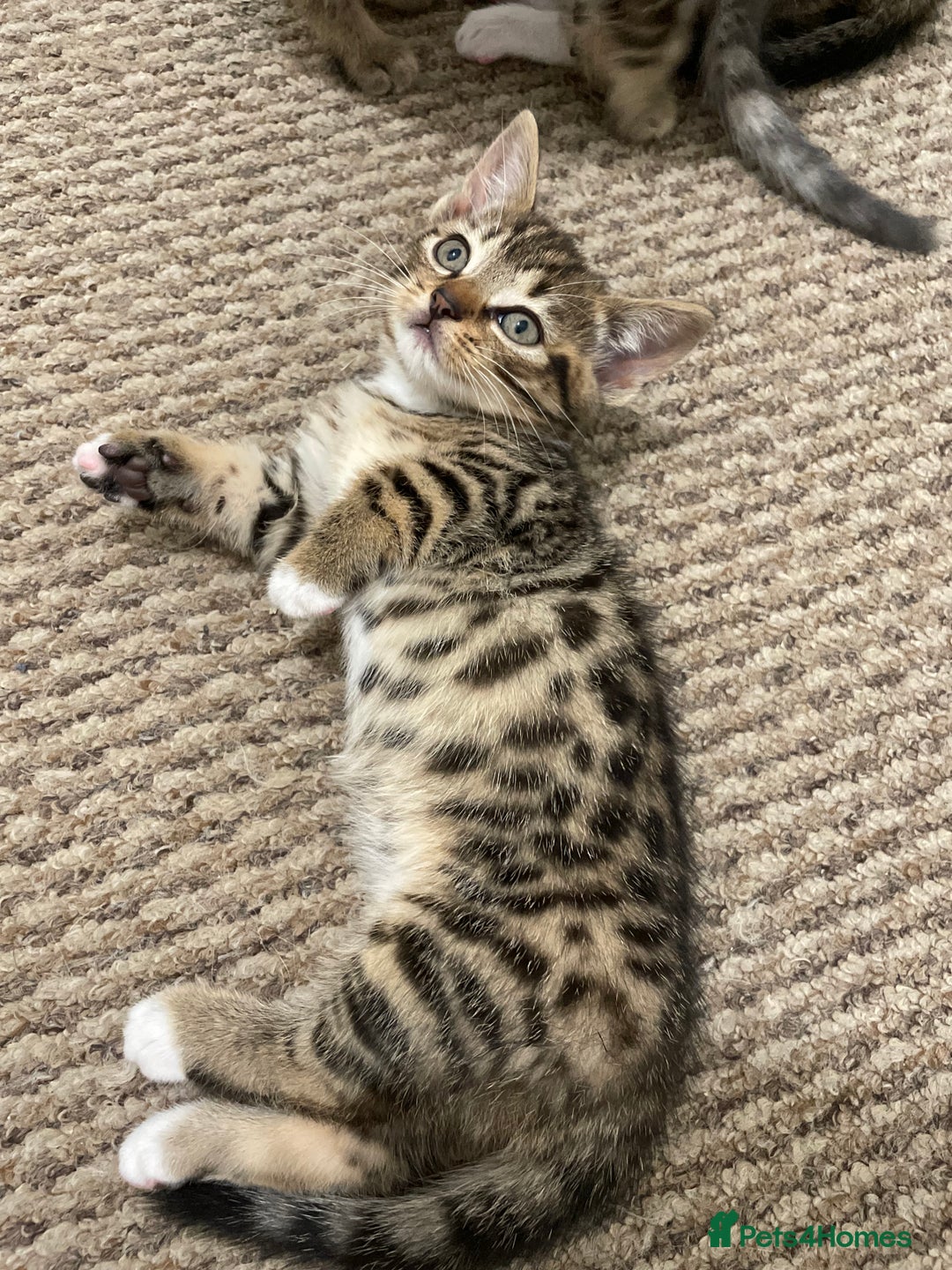 Munchkin cats for sale: Beautiful Bengal Tabby Munchkin Kittens for sale  - Advert 11