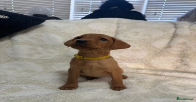 Labrador Retriever dogs - Advert 16