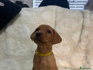 Labrador Retriever dogs - Advert 12