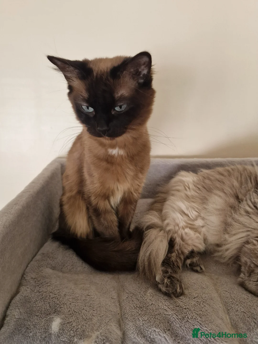 Ragdoll cats for sale: Girl for sale - Advert 2