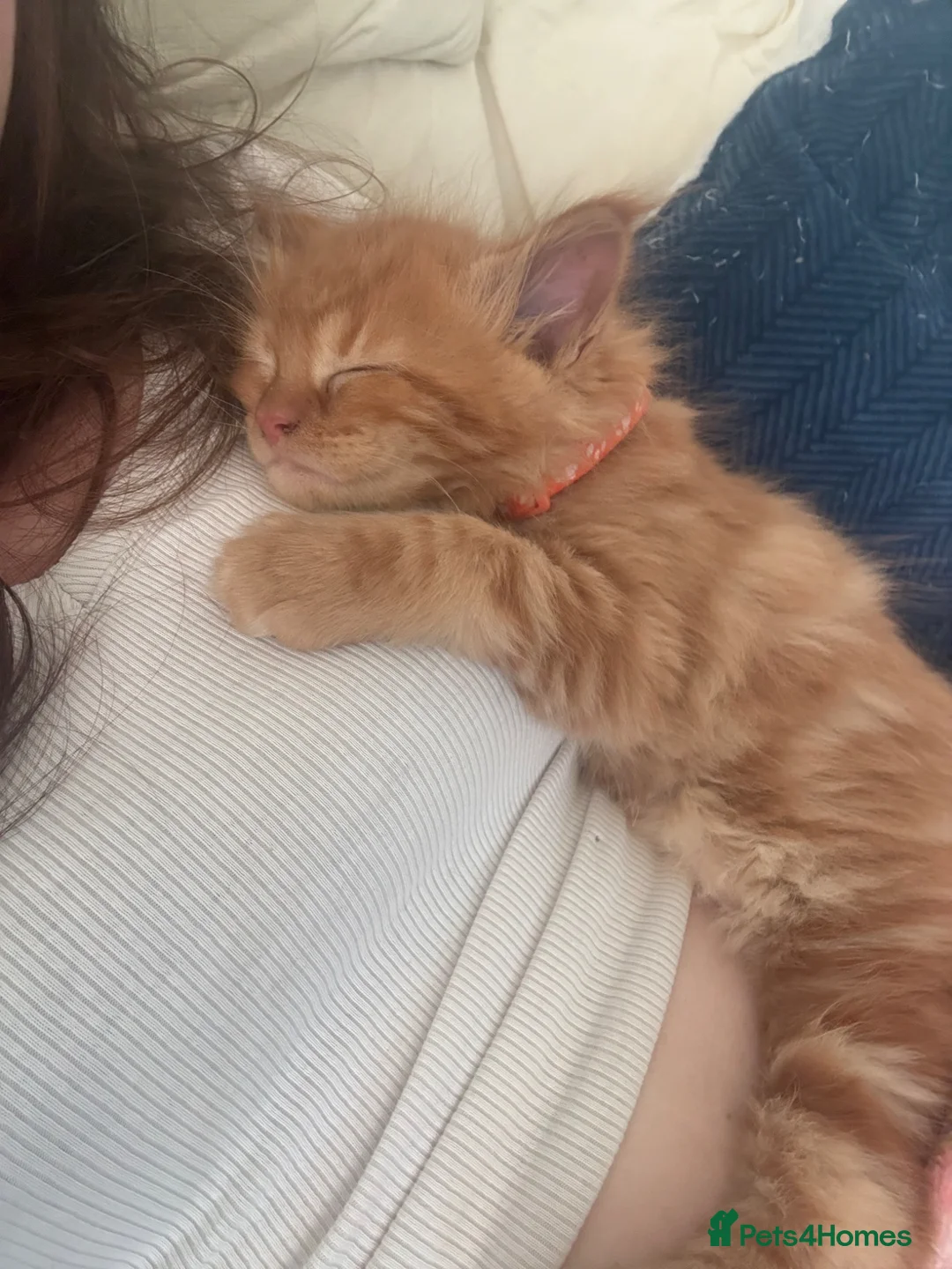 Maine Coon cats for sale: Beautiful Maine Coon Kittens – Ready to Reserve - Advert 24