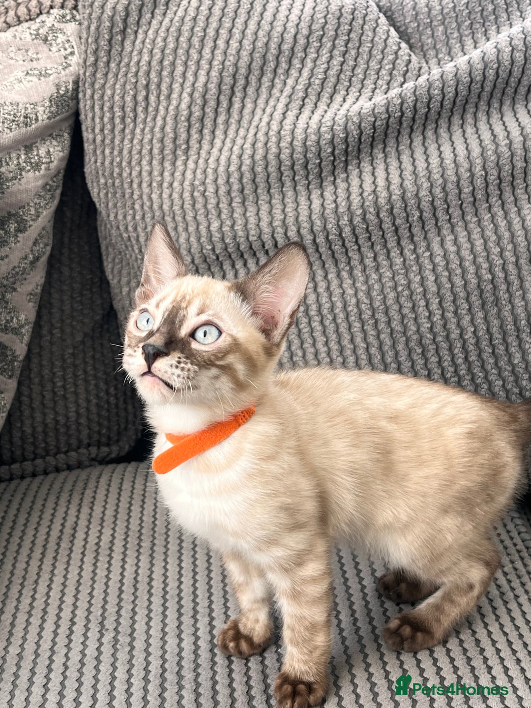 Bengal cats for sale: Stunning full pedigree bengal kittens  - Image 35