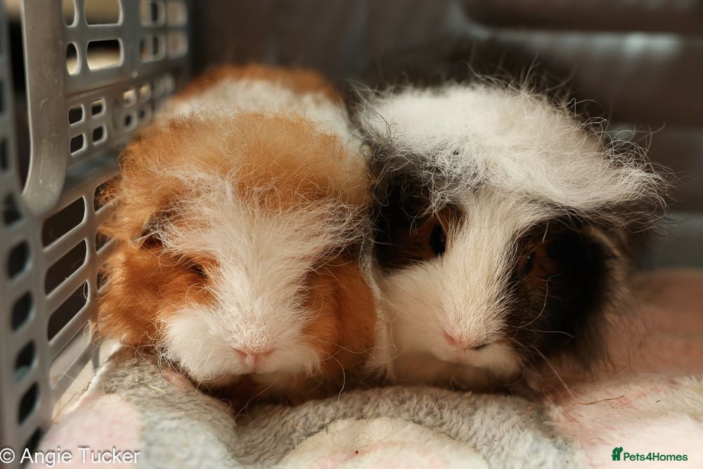 Guinea Pig rodents Swiss Boars - Advert 1