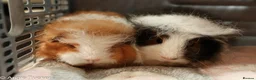 Guinea Pig rodents for sale: Swiss Boars - Advert 1