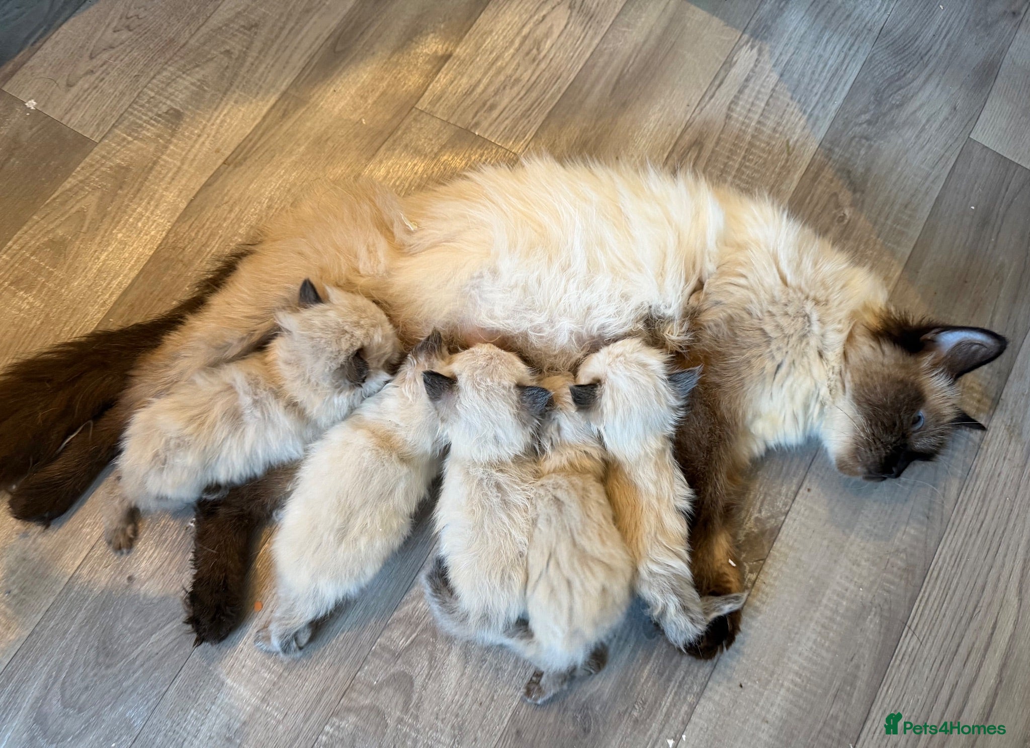 Ragdoll cats Pure bread ragdolls seal point  - Advert 1