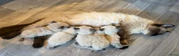 Ragdoll cats for sale: Pure bread ragdolls seal point  - Advert 1