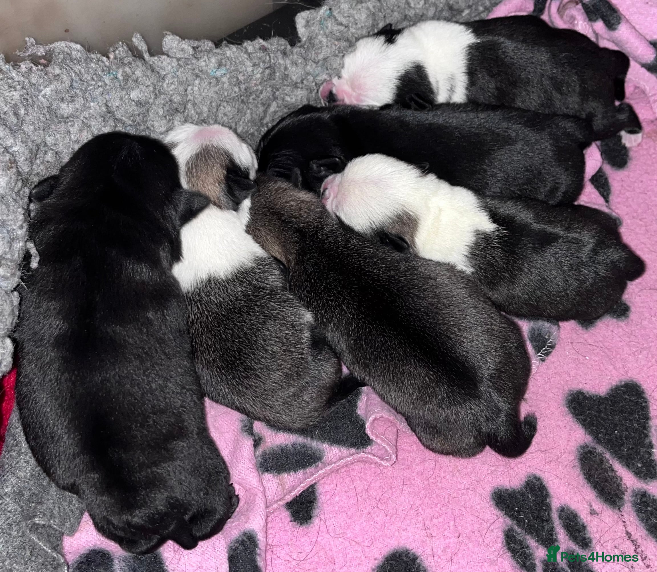 Pug dogs KC registered Pug Puppies - Advert 2