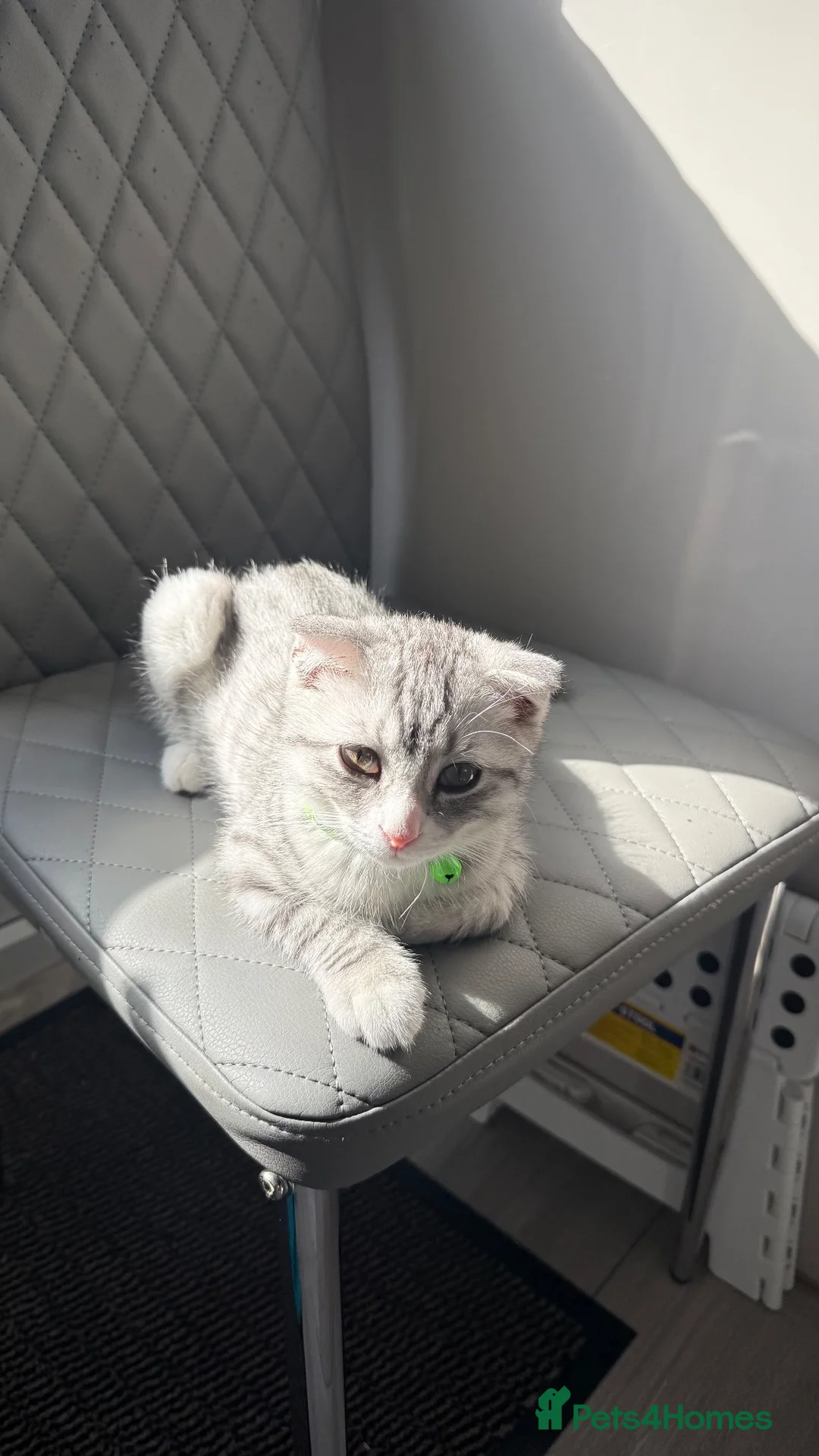 Scottish Fold cats for sale: White Scottish fold  in Leicester - Advert 2