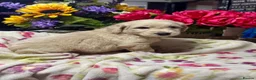 Mini Goldendoodle dogs for sale: F1 mini Goldendoodle puppies looking for homes  in Market Drayton - Advert 21
