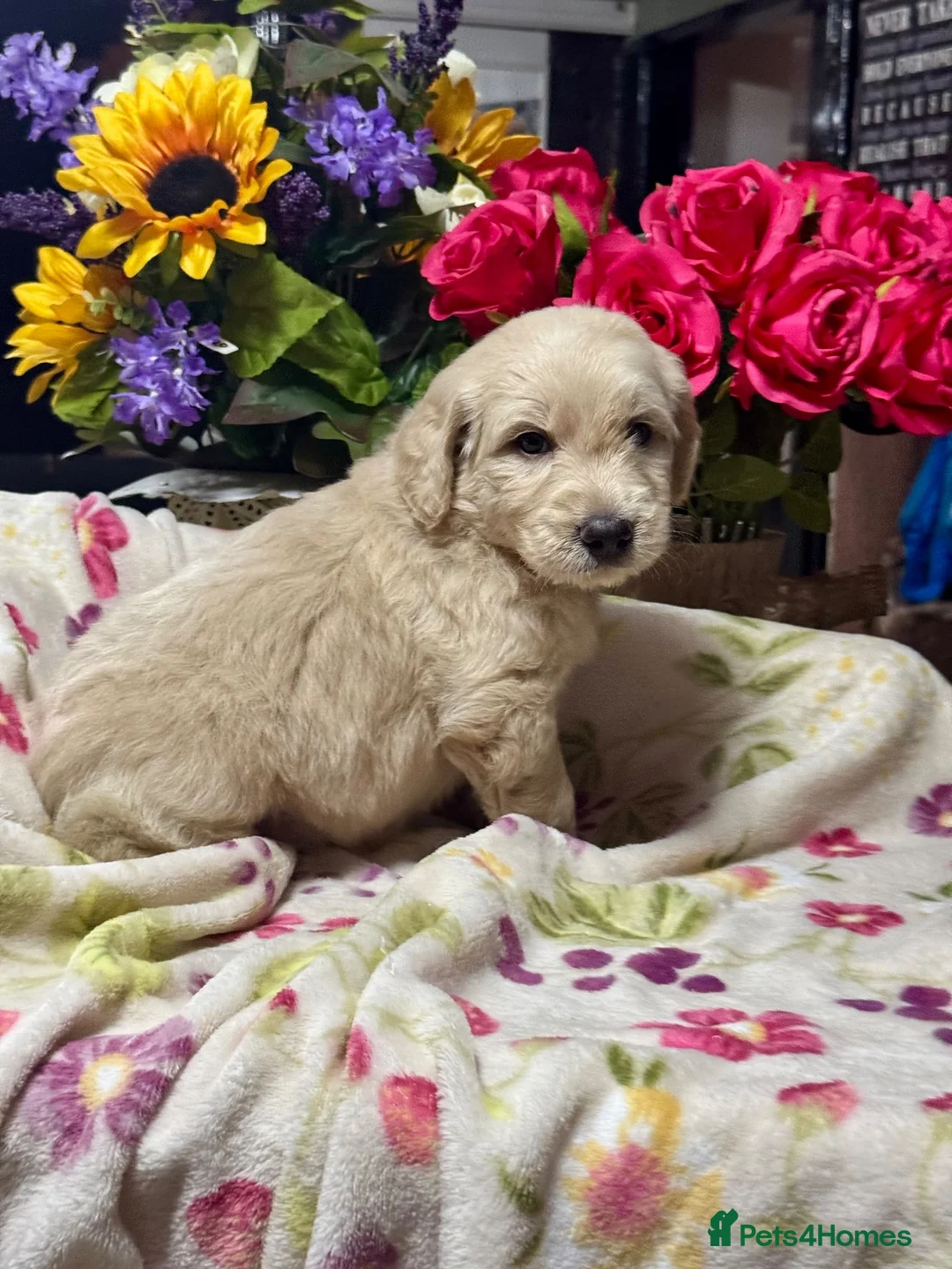 Mini Goldendoodle dogs for sale: F1 mini Goldendoodle puppies looking for homes  in Market Drayton - Advert 21