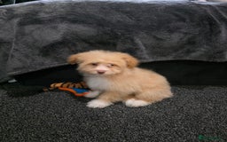 Mixed Breed dogs for sale: Maltipoo/German Spitz Cross (last puppy) - Image 1