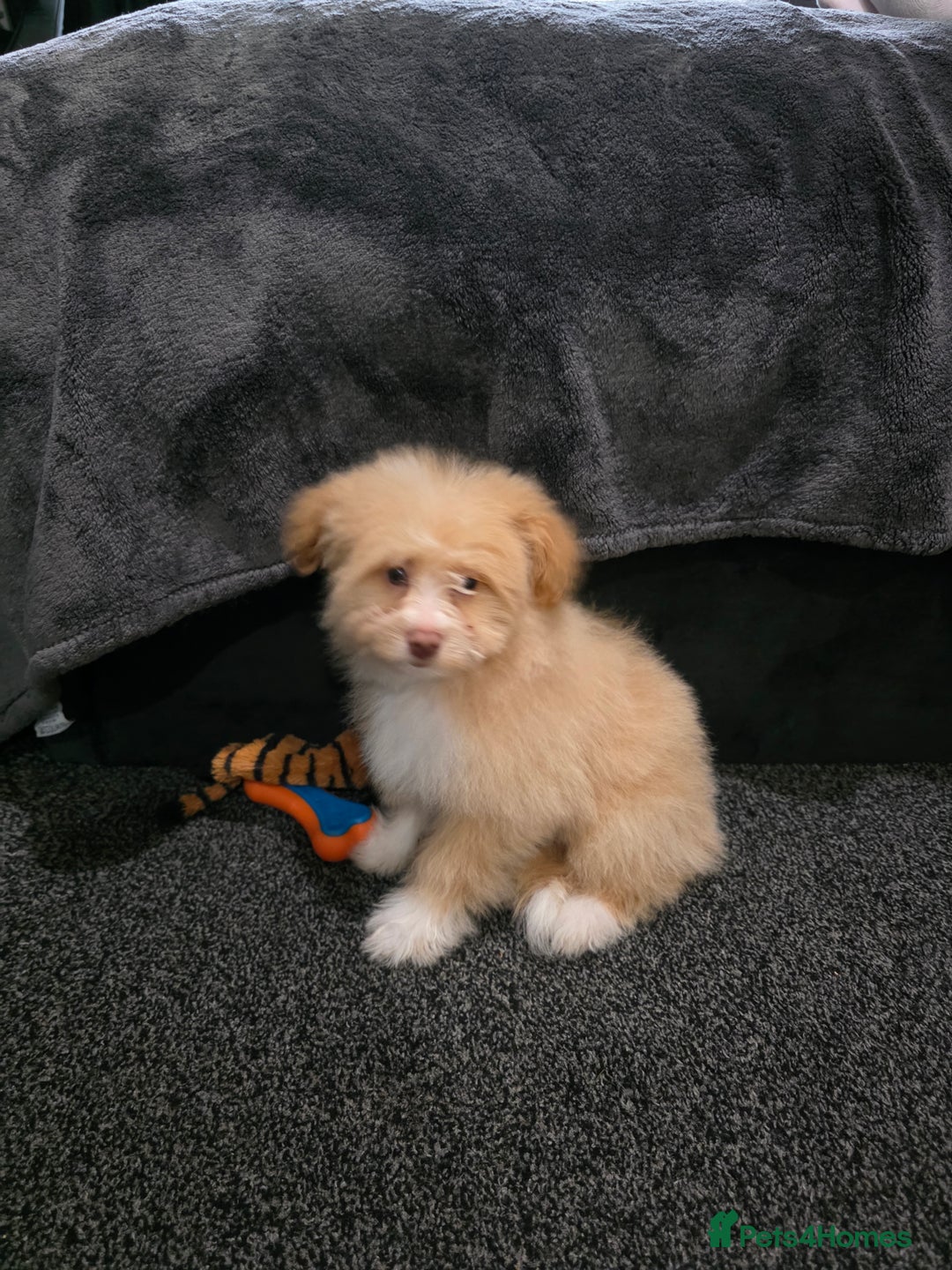 Mixed Breed dogs for sale: Maltipoo/German Spitz Cross (last puppy) - Image 1