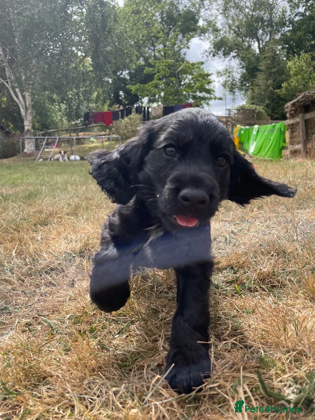 Cocker Spaniel dogs for sale: Cocker spaniel puppies - Advert 1