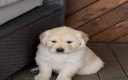Golden Retriever dogs for sale: Golden Retriever Puppies PUREBRED - Image 2