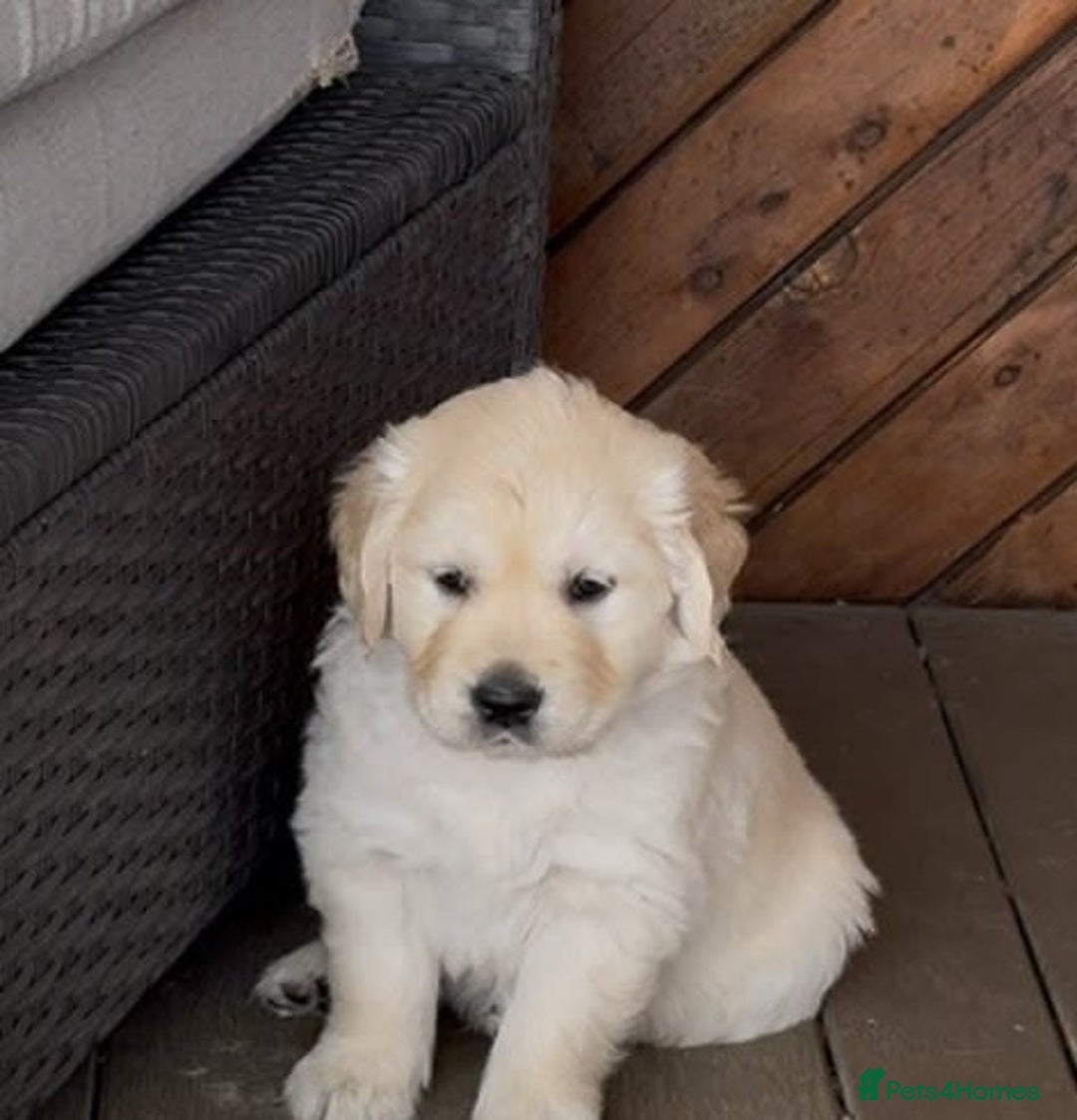 Golden Retriever dogs for sale: Golden Retriever Puppies PUREBRED - Image 2