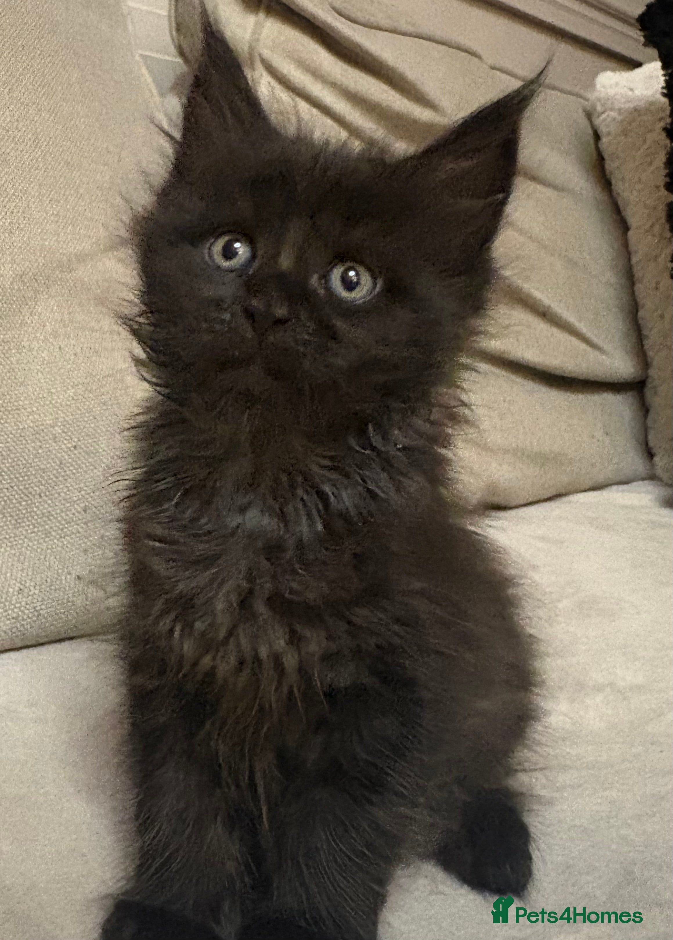 Maine Coon cats TICA registered Mainecoon kittens - Advert 2