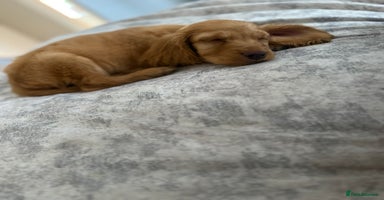 Cockapoo dogs - Advert 9
