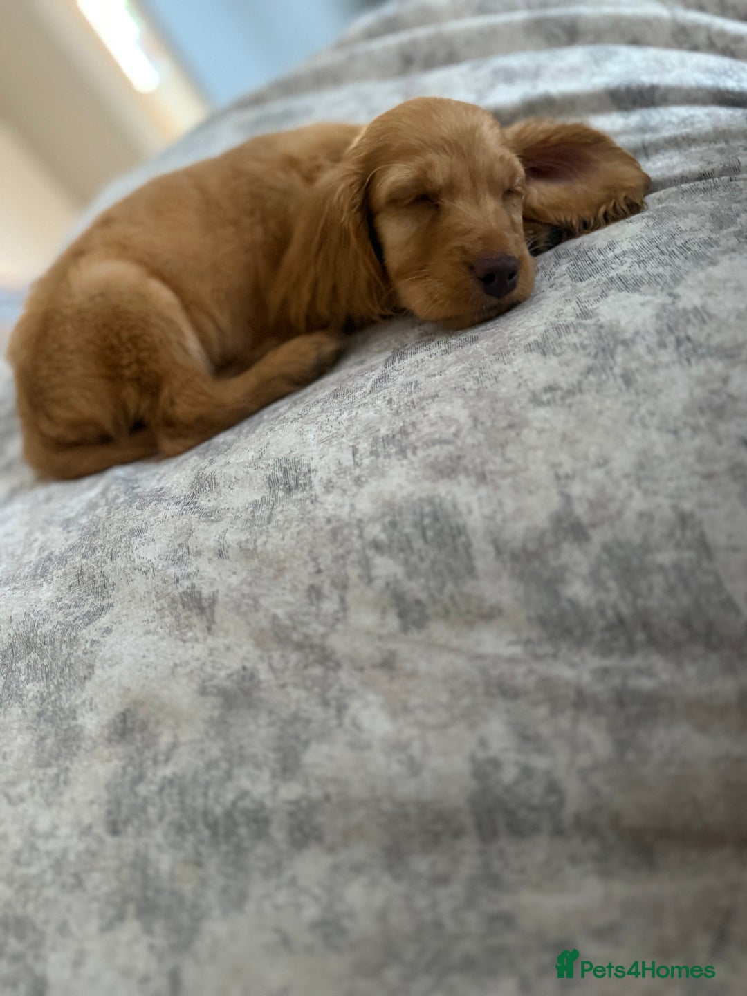 Cockapoo dogs for sale: READY TO LEAVE LAST GIRL Stunning F1B cockapoo’s - Image 3