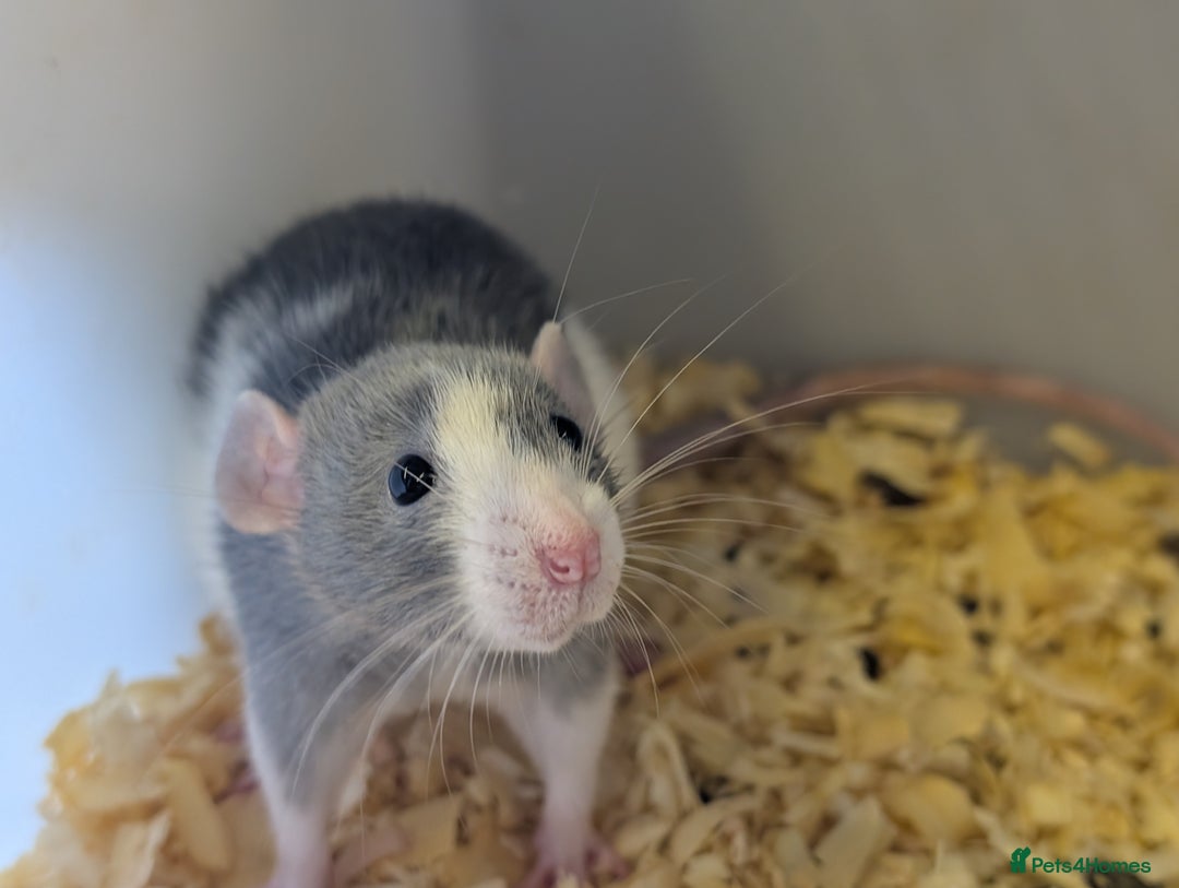 Rat rodents for sale: Fancy/rex rat - Image 5