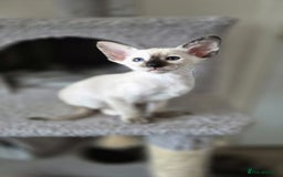 Oriental cats for sale: Oriental and Siamese Gccf registered kittens. - Image 10