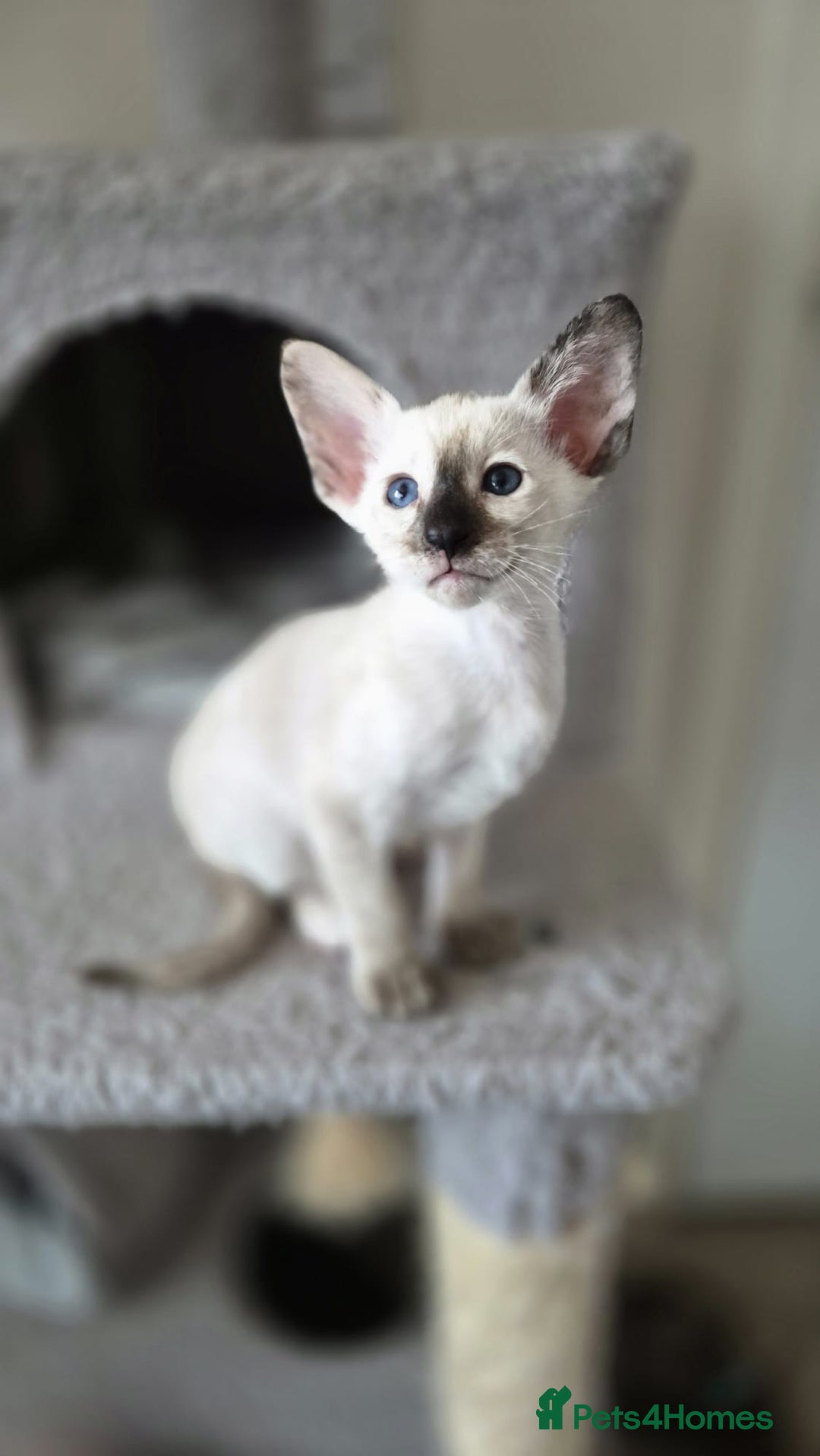 Oriental cats for sale: Oriental and Siamese Gccf registered kittens. - Image 10