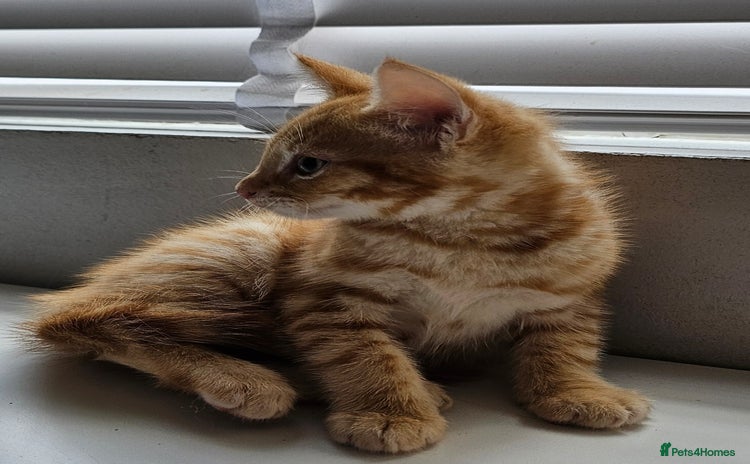 Maine Coon cats - Advert 12
