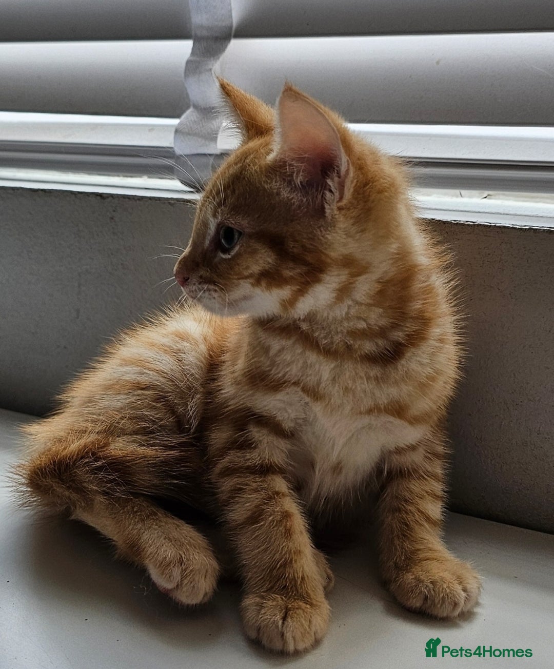 Maine Coon cats for sale: Kittens ready now - Image 1
