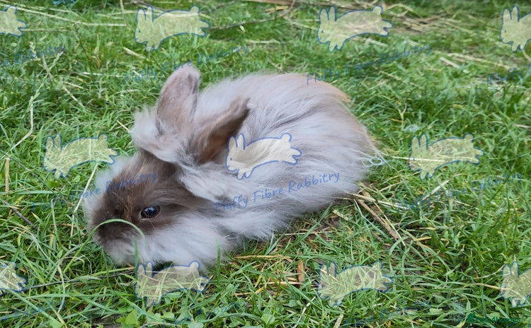 Angora rabbits - Advert 1