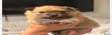 Pomeranian 1