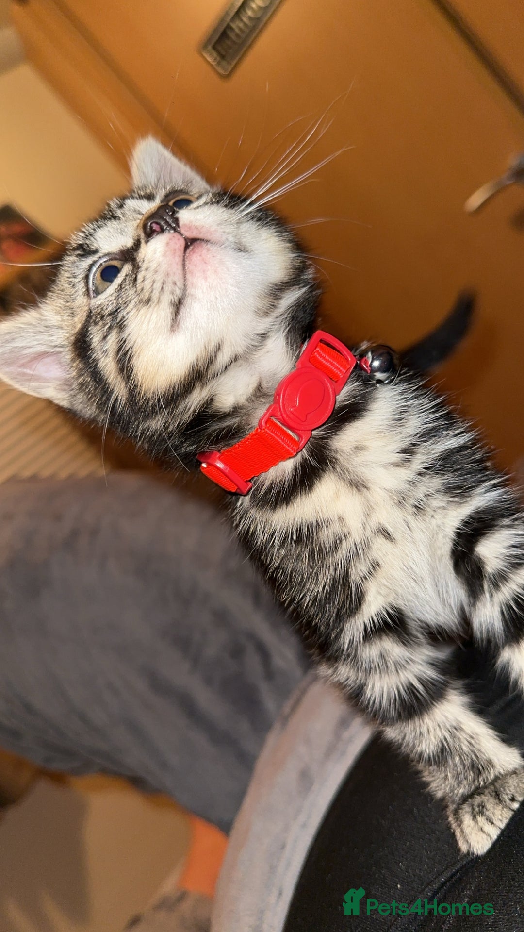 Domestic Shorthair cats for sale: Tabby and Black & white Kitten Ready to go!  - Image 2