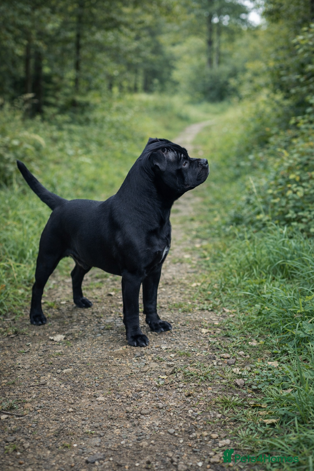 Staffordshire Bull Terrier dogs JACKPOT SOLID BLACK BOY SHORT & STOCKY TYPE  - Advert 9