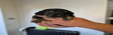 Miniature Dachshund 3