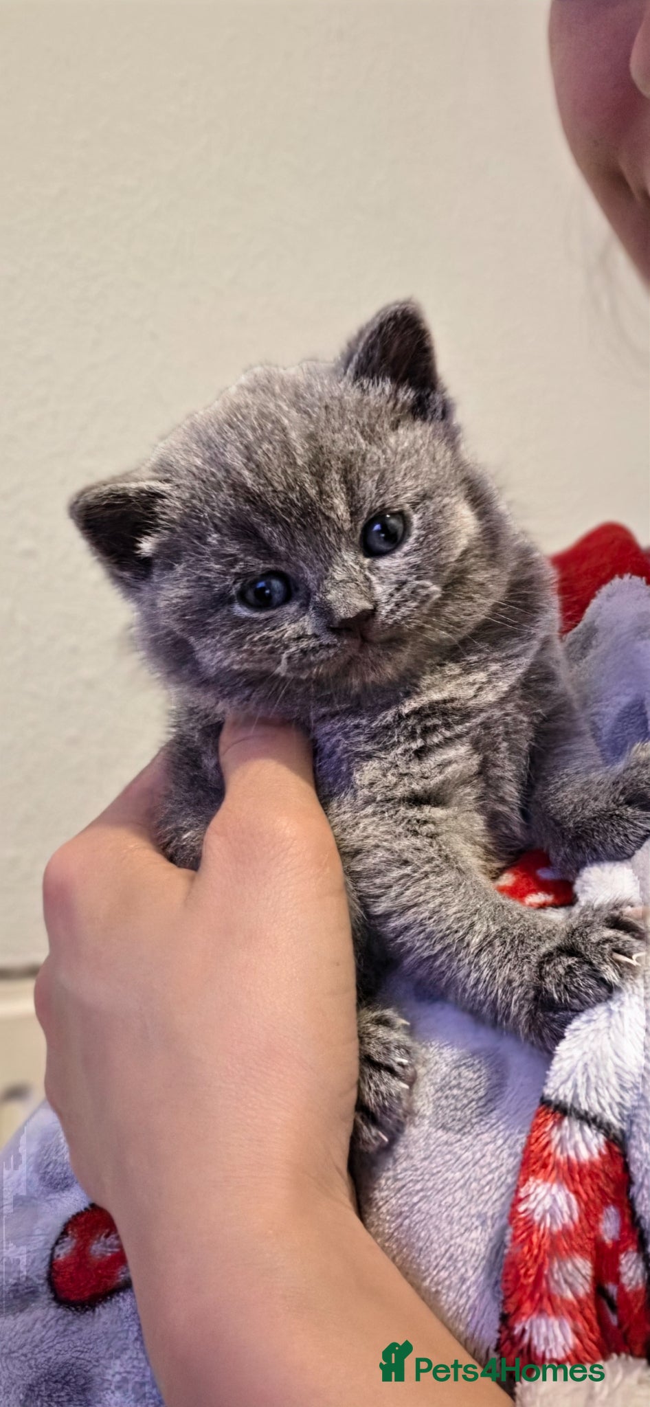 British Shorthair cats ​GCCF Registered(Active) British shorthair - Advert 1