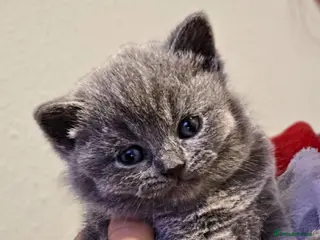 British Shorthair cats GCCF Registered(Active) British shorthair - Advert 10