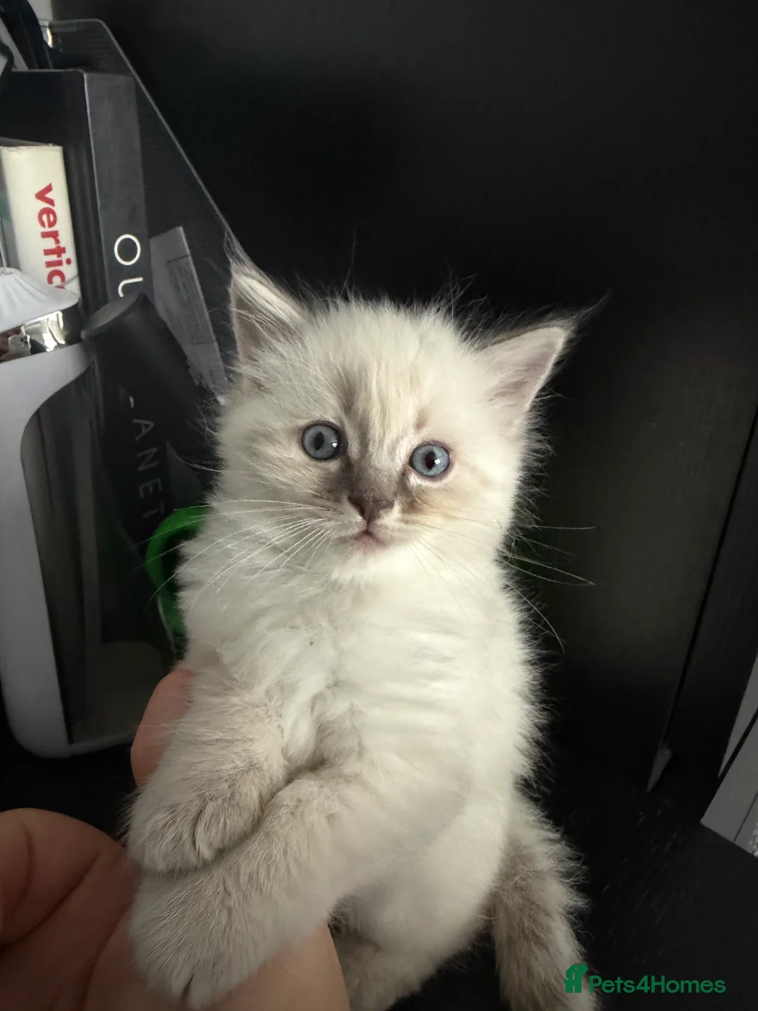 Ragdoll cats for sale: Female ragdoll kitten in Oxford - Advert 14