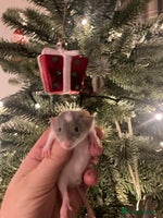 Rat rodents Rats for sale Hull Rex,fancy,dumbo&hairless - Advert 5