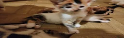 Mixed Breed cats for sale: Beautiful kittens looking for forever homes  - Advert 2