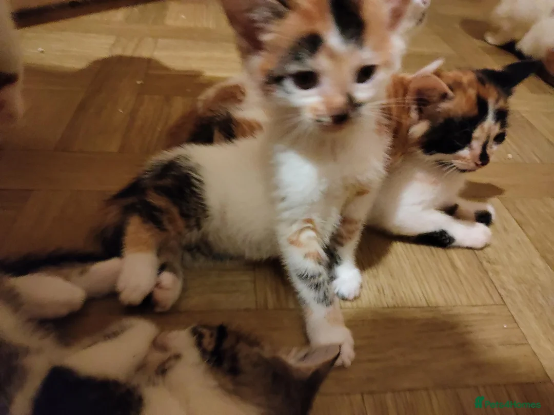 Mixed Breed cats for sale: Beautiful kittens looking for forever homes  - Advert 2