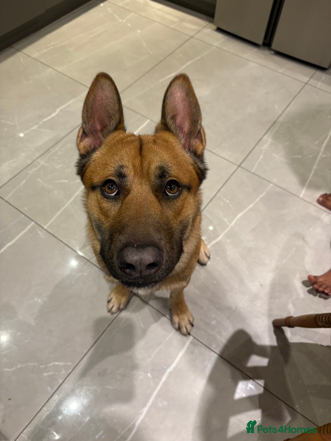 Mixed Breed dogs for sale: DOG FOR FREE - Advert 8