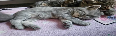 Grey Tabby (light pink)