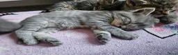 Mixed Breed cats for sale: 🐱 Stunning Maine Coon Cross Kittens🐱 - Advert 16